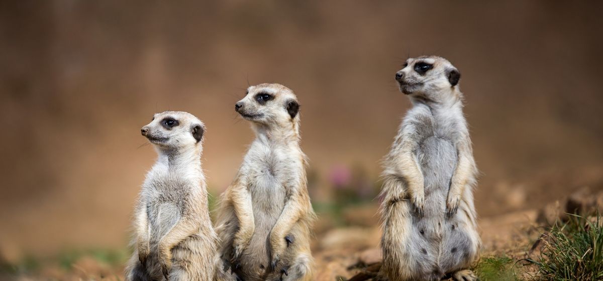 Meerkats San Antonio Zoo