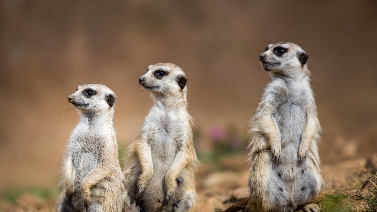 Meerkats San Antonio Zoo