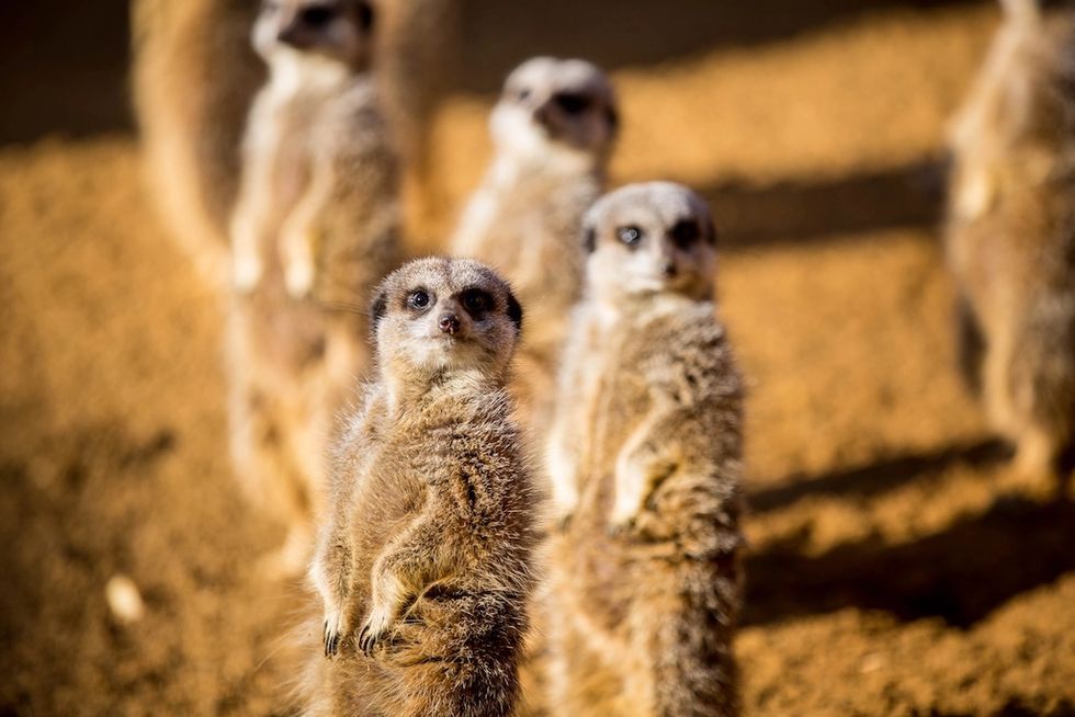 Meerkats standing upright, alert on sandy ground, with one in focus.