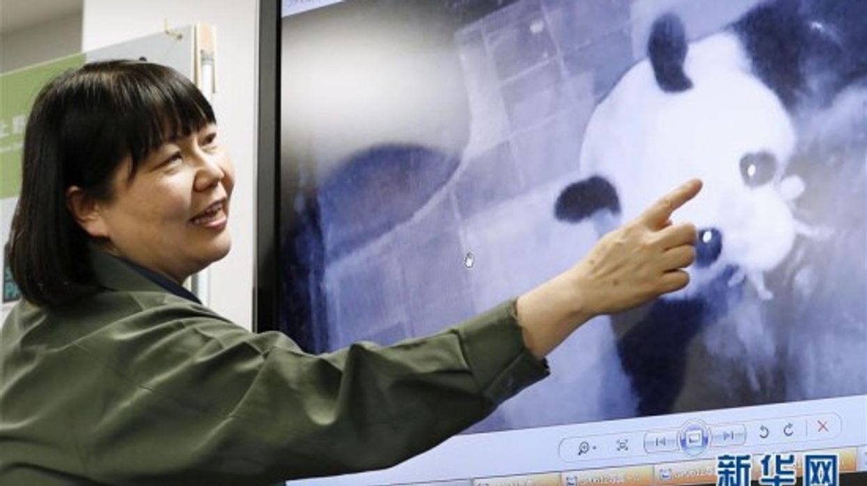 Meet the $242 million baby panda