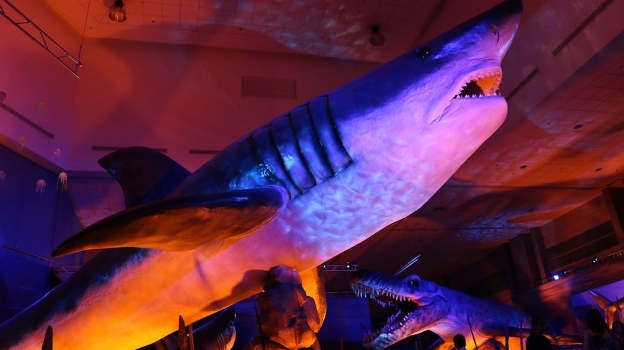 Megalodon World Touring Exhibitions