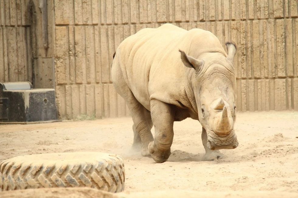 memphis zoo rhino