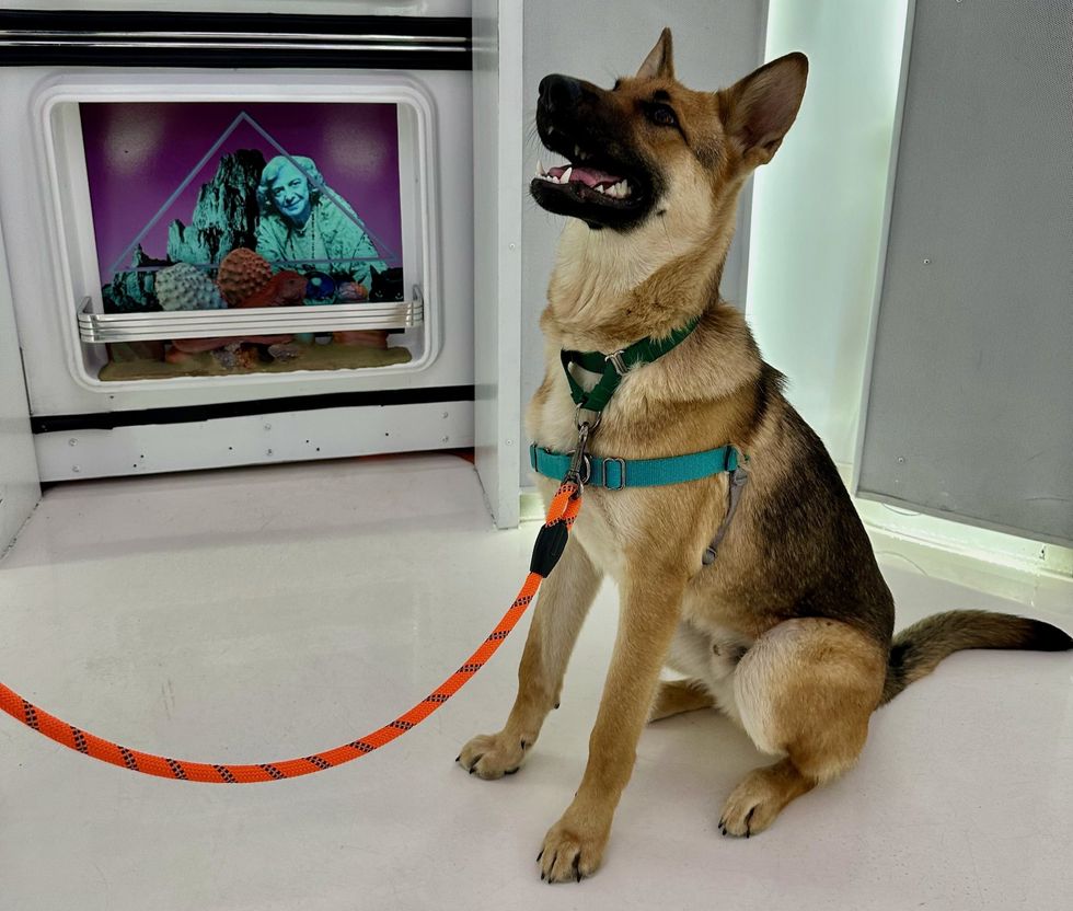 meow wolf dog adoption event