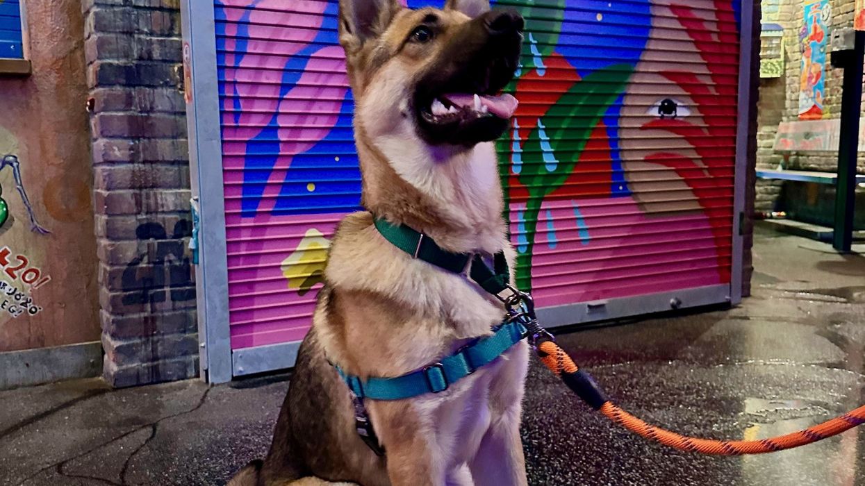meow wolf dog adoption event