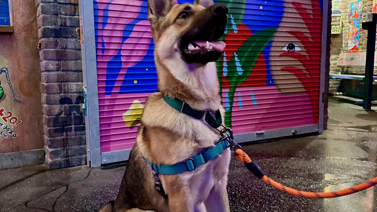 meow wolf dog adoption event
