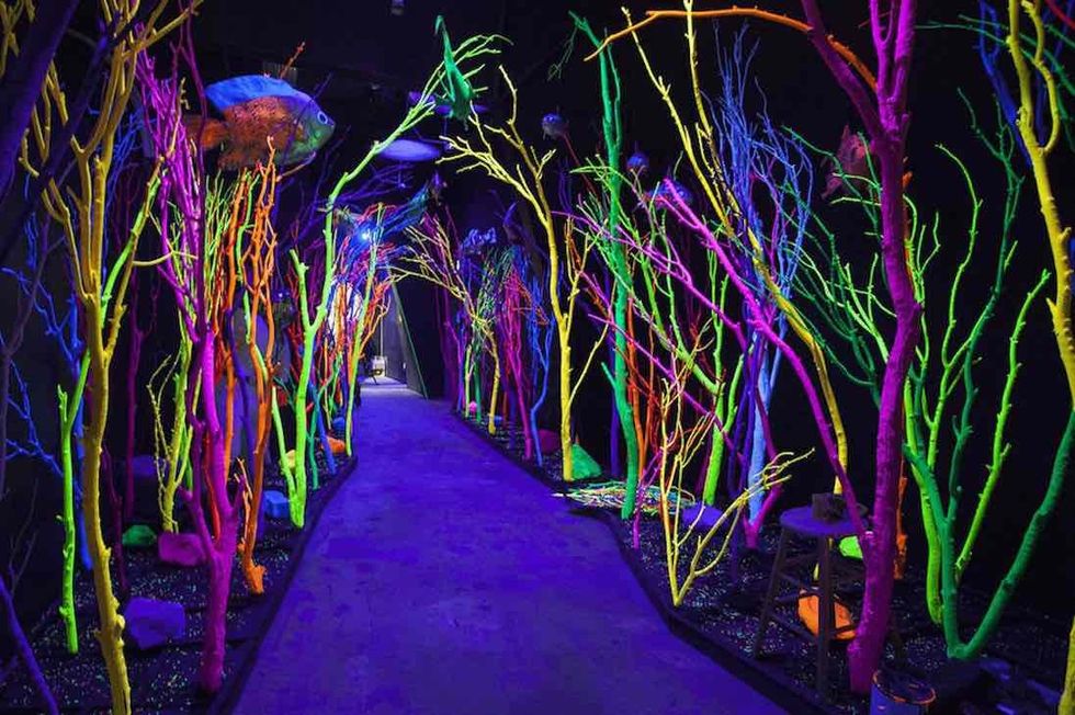 Meow Wolf Due EDG