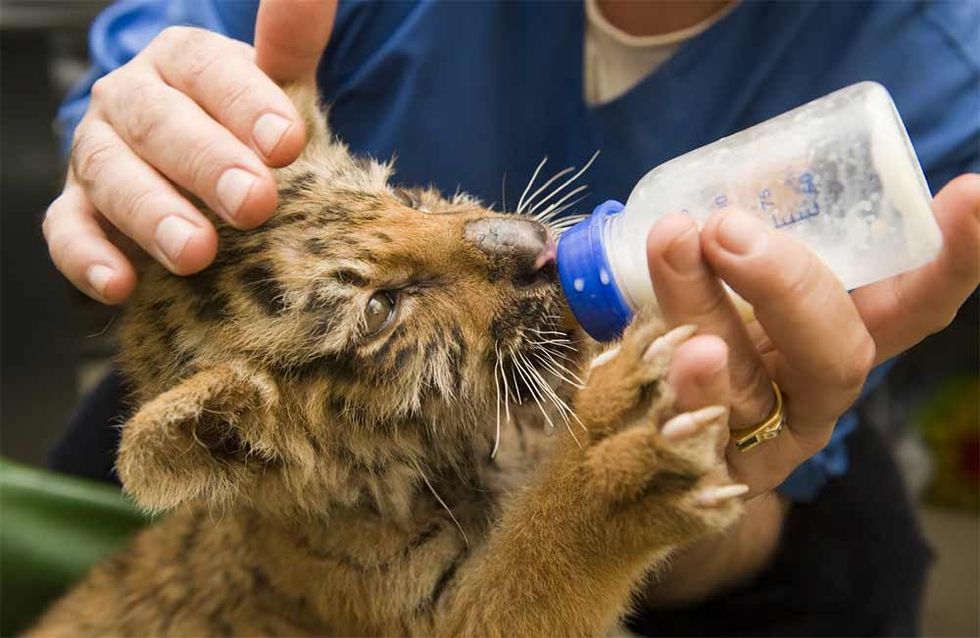 merlin entertainments HSS safety animal