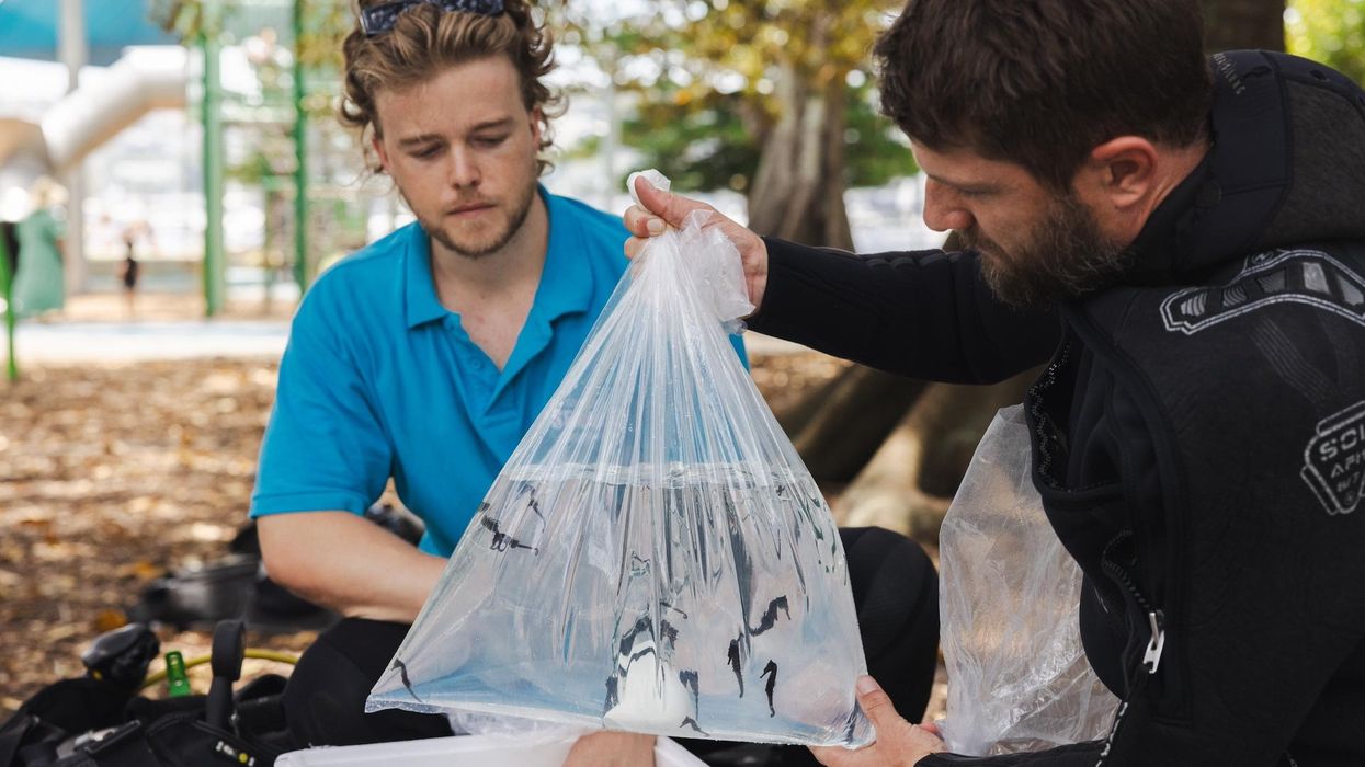 merlin sea life trust conservation