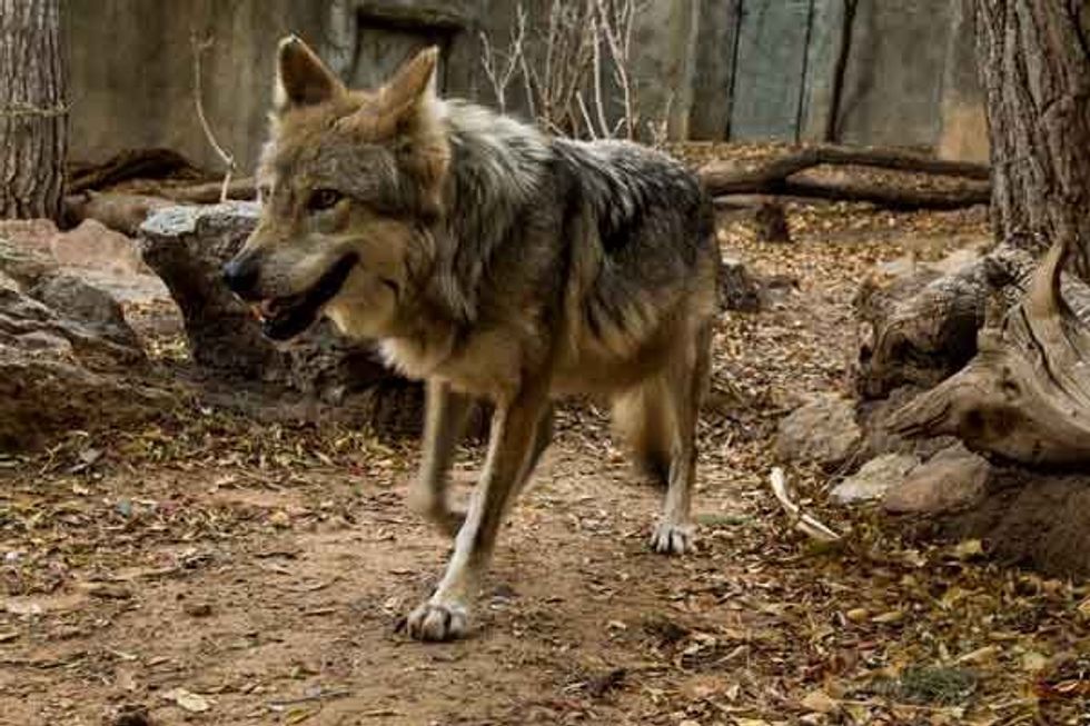 Mexican Wolf at the El Paso Zoo's Chihuahuan Desert Exhibit designed by PGAV Destinations