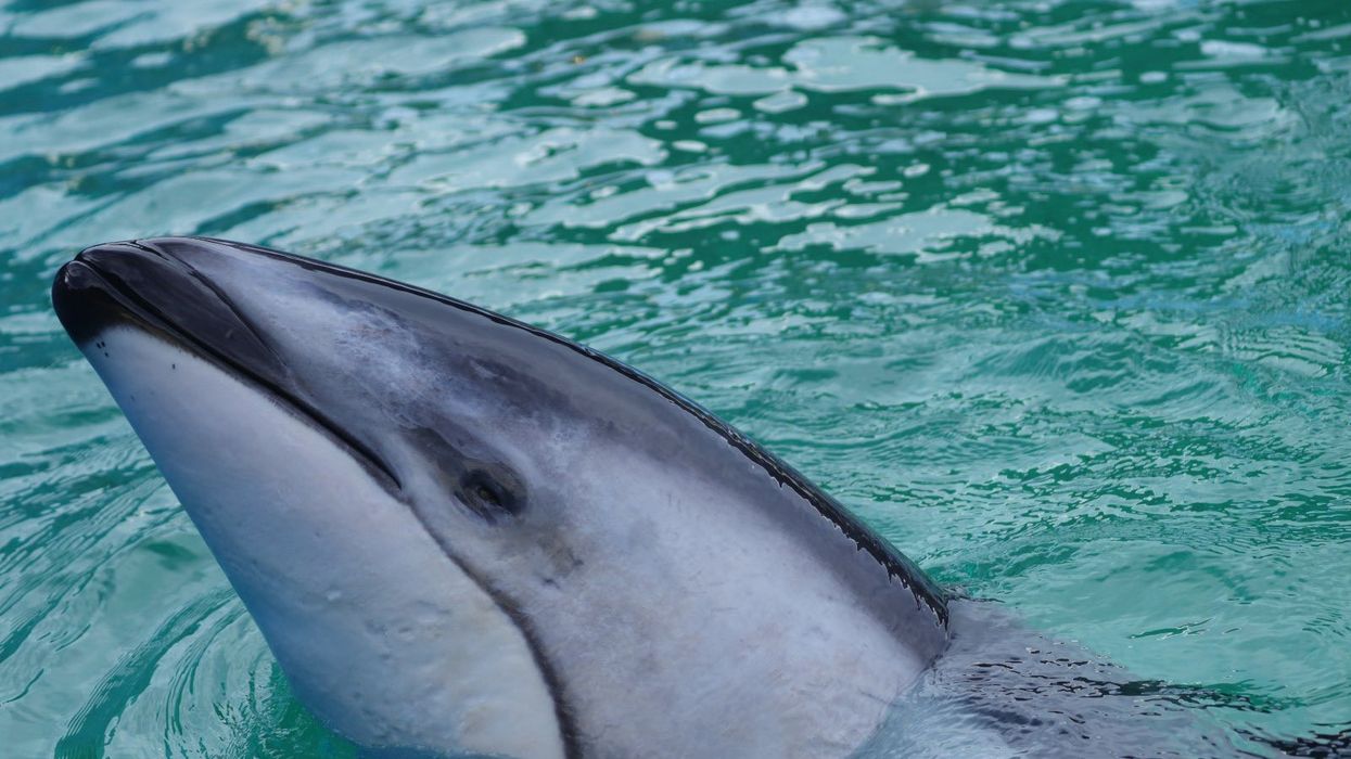 miami seaquarium li'i dolphin