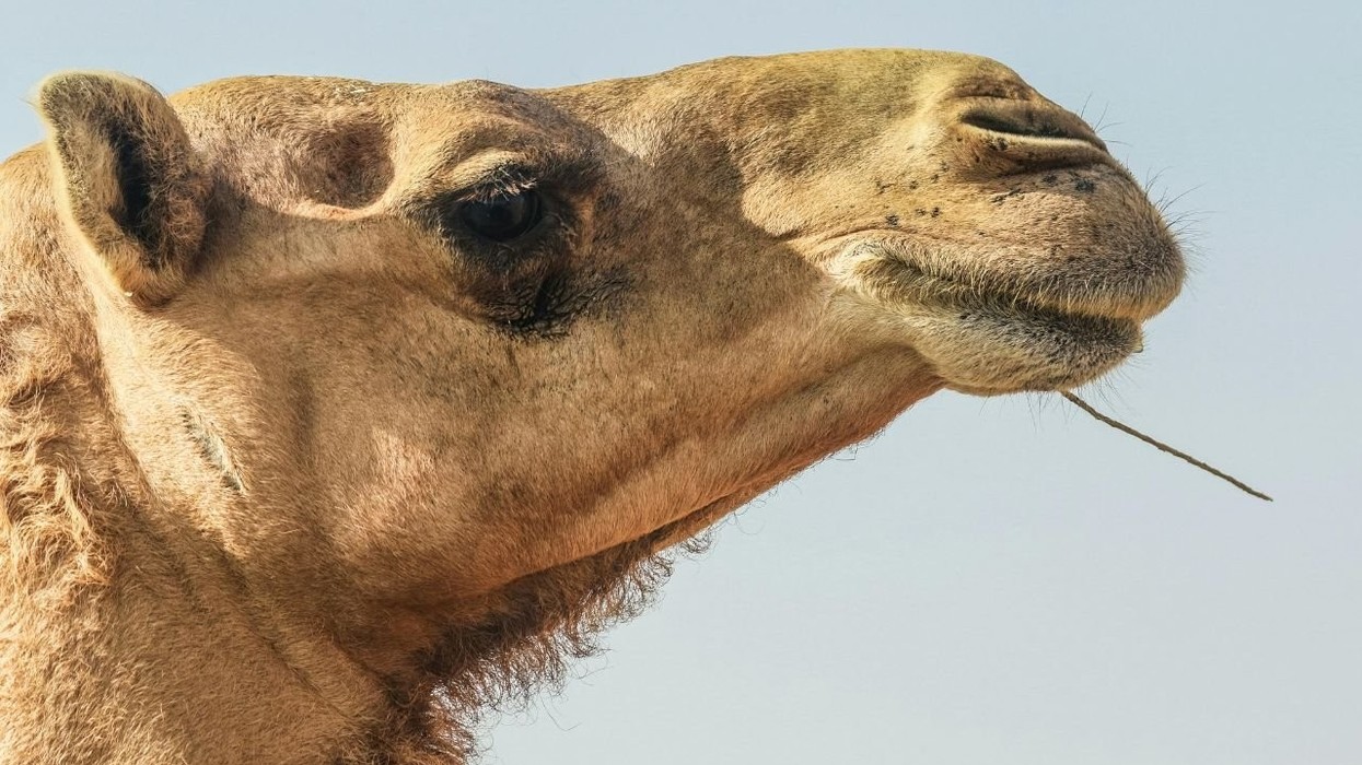 michelin green guide camel