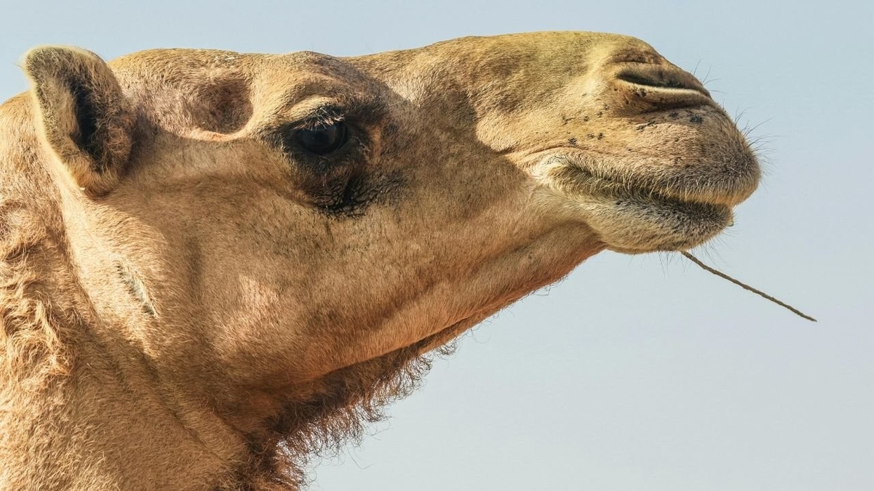 michelin green guide camel