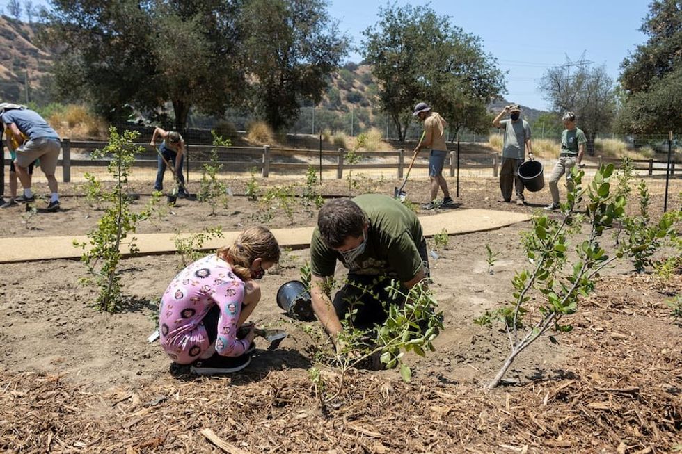 Microforest Installation_Bette Davis Picnic Area LA Zoo