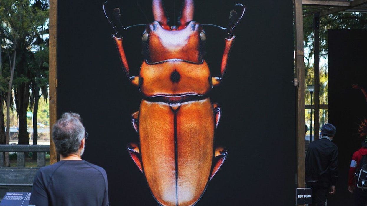 Microsculpture AMNH Mexico City