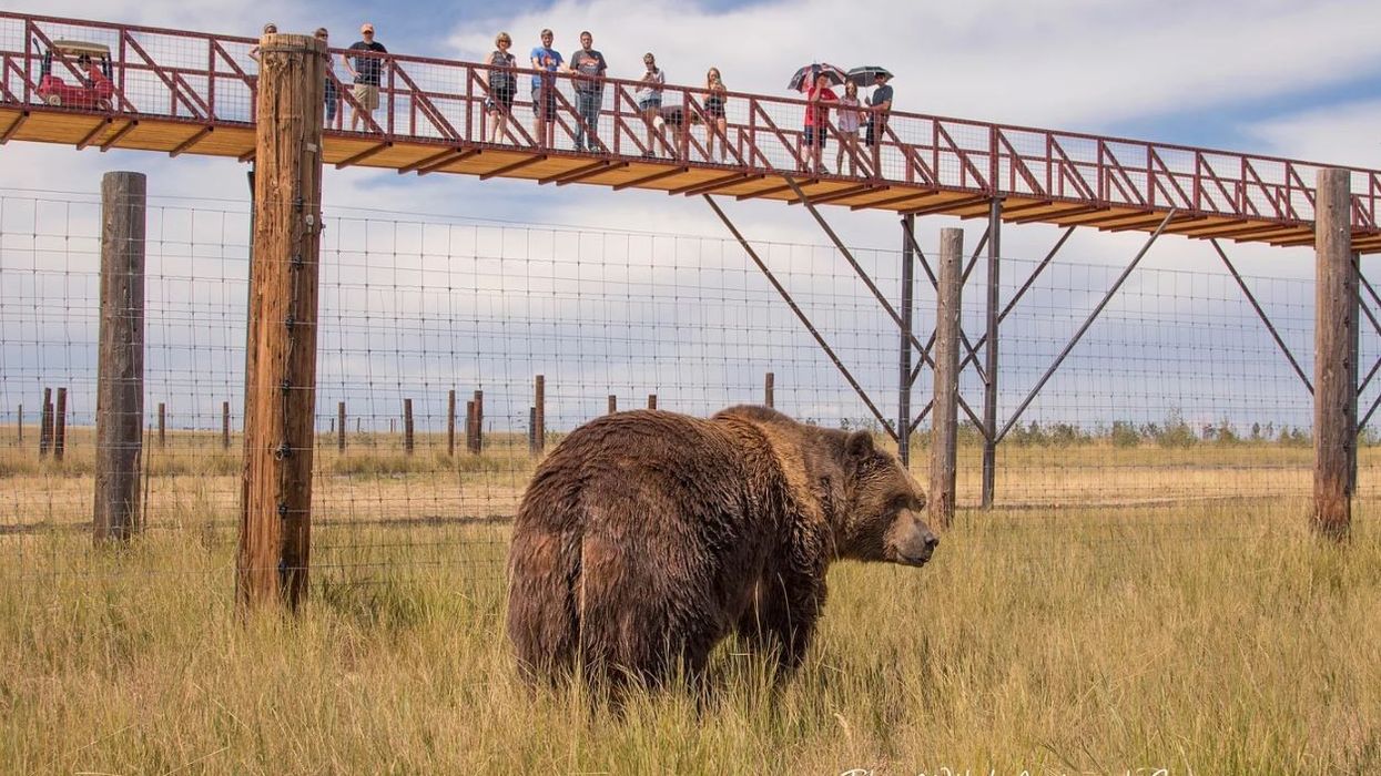 Mile into the Wild at the Wild Animal Sanctuary