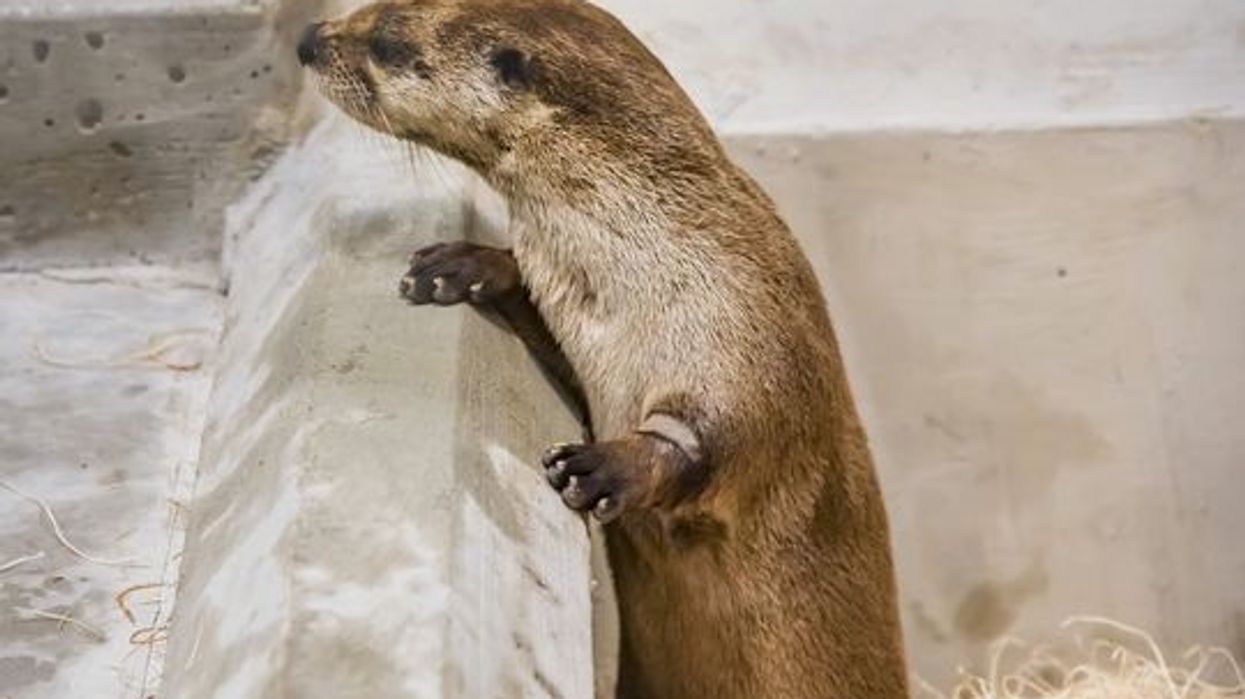 Milwaukee county zoo Otter Passage river otter exhibit