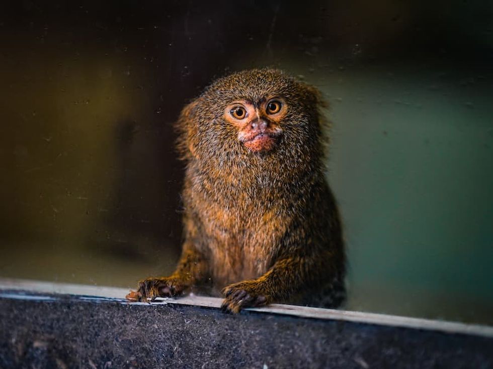 Mimo Paradise Wildlife Park