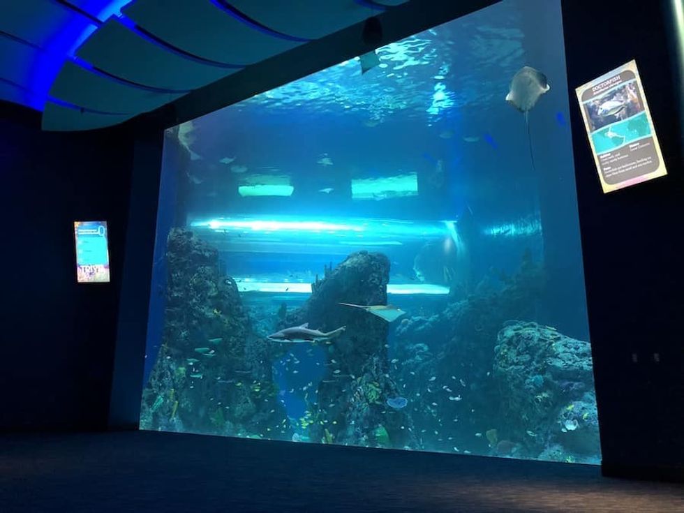 Mississippi Aquarium tank