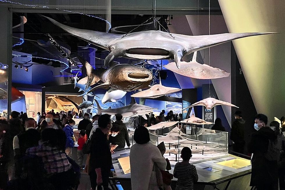 Mobula Specimen at National Maritime Museum of China