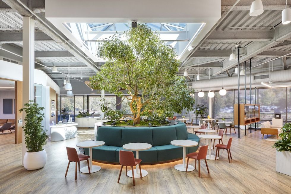 Modern office lounge with central tree and skylight. Ember office California