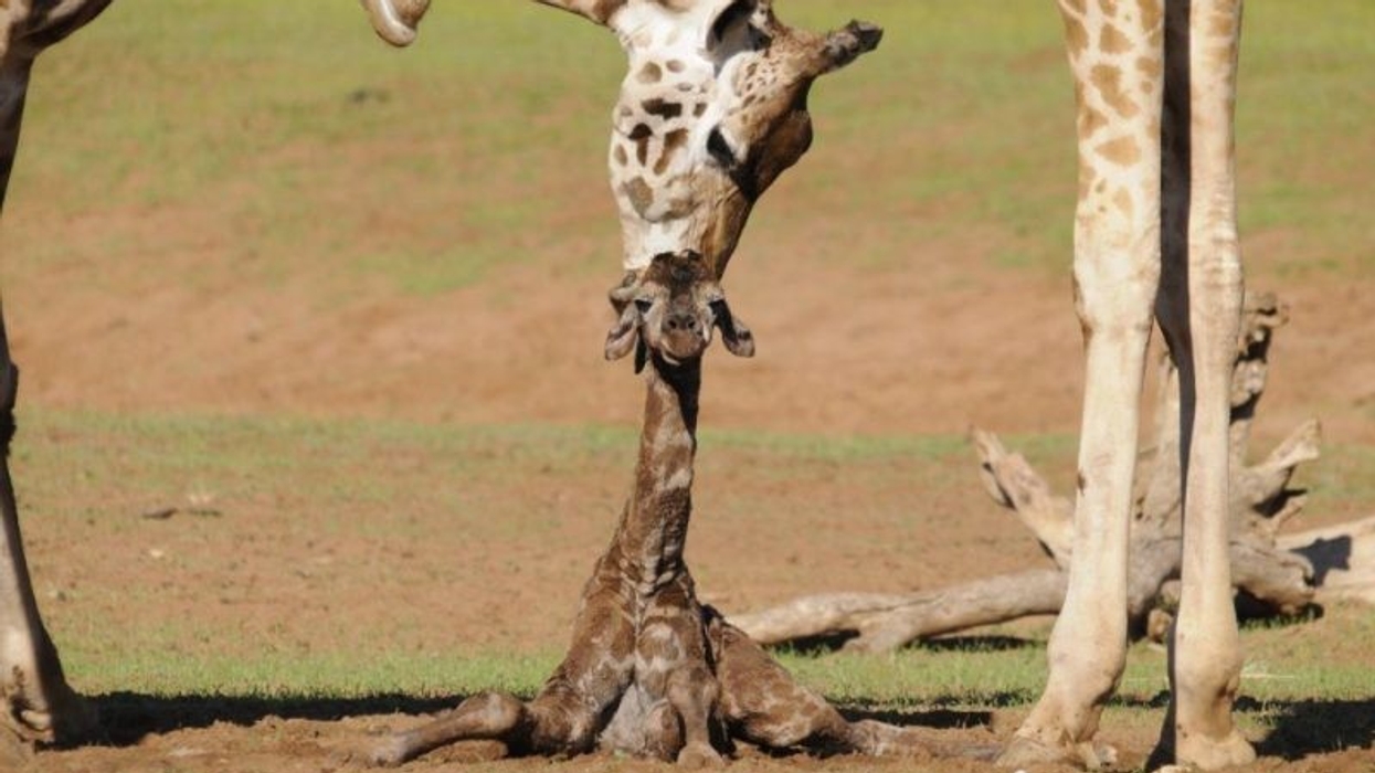 monarto safari park
