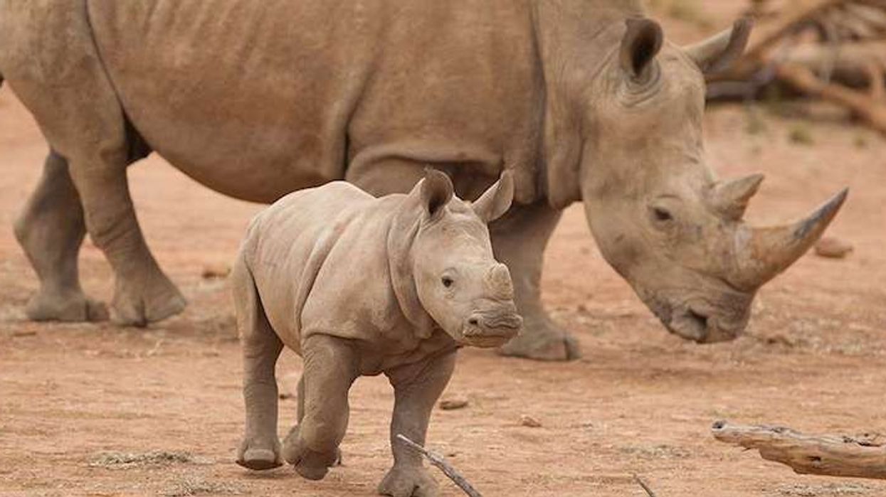 Monarto Zoo funding rhinos