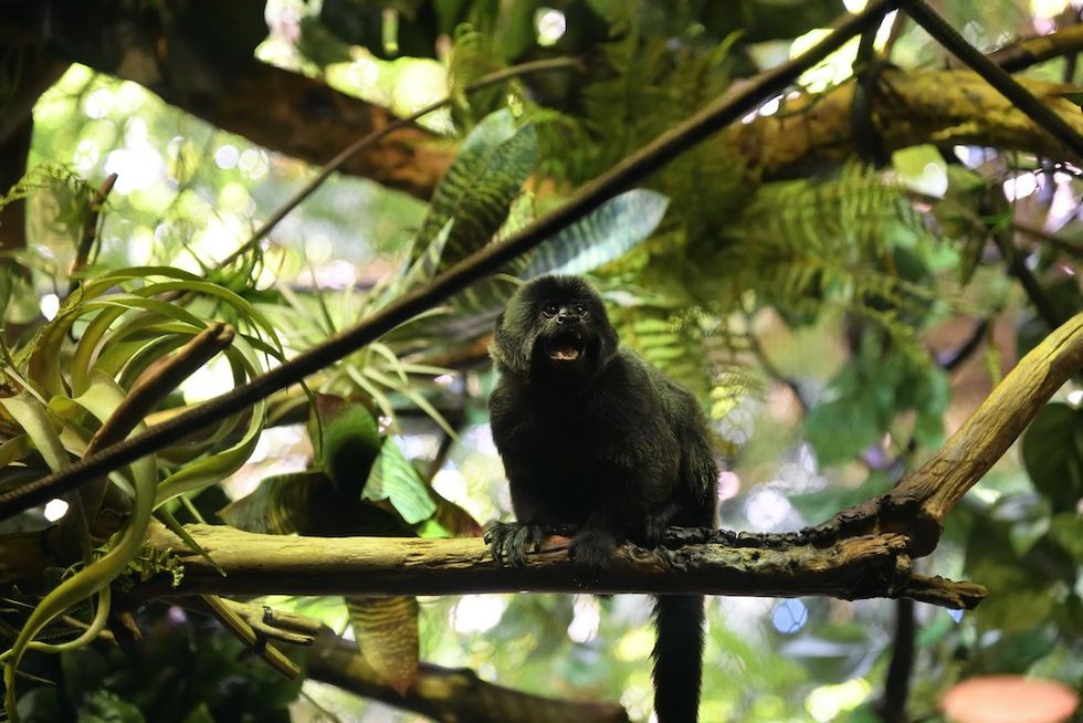 Monkey at Vancouver Aquarium