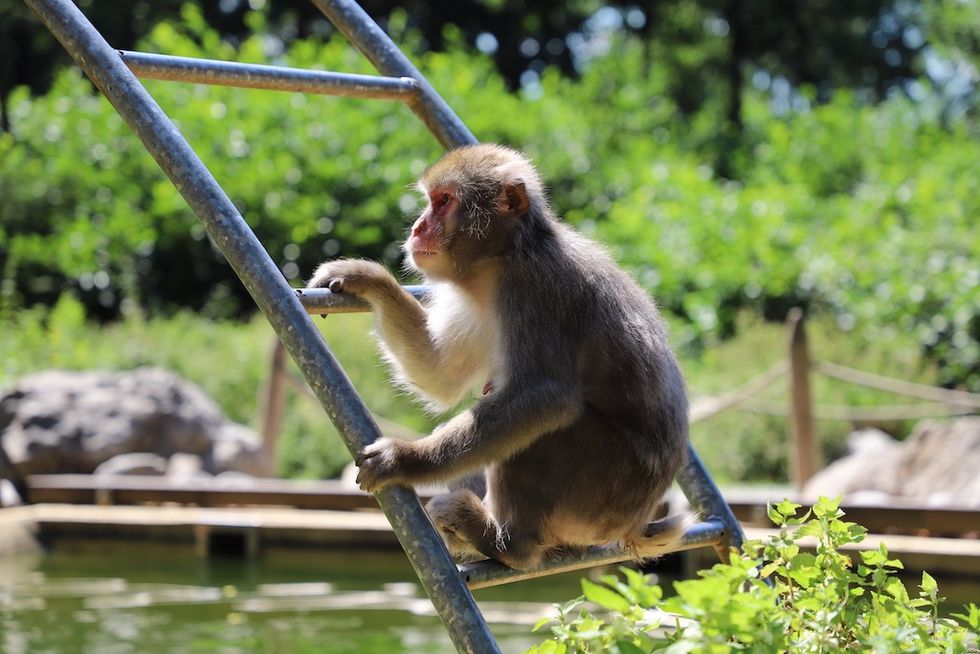 Monkey climbing a metal ladder near a pond, surrounded by greenery.