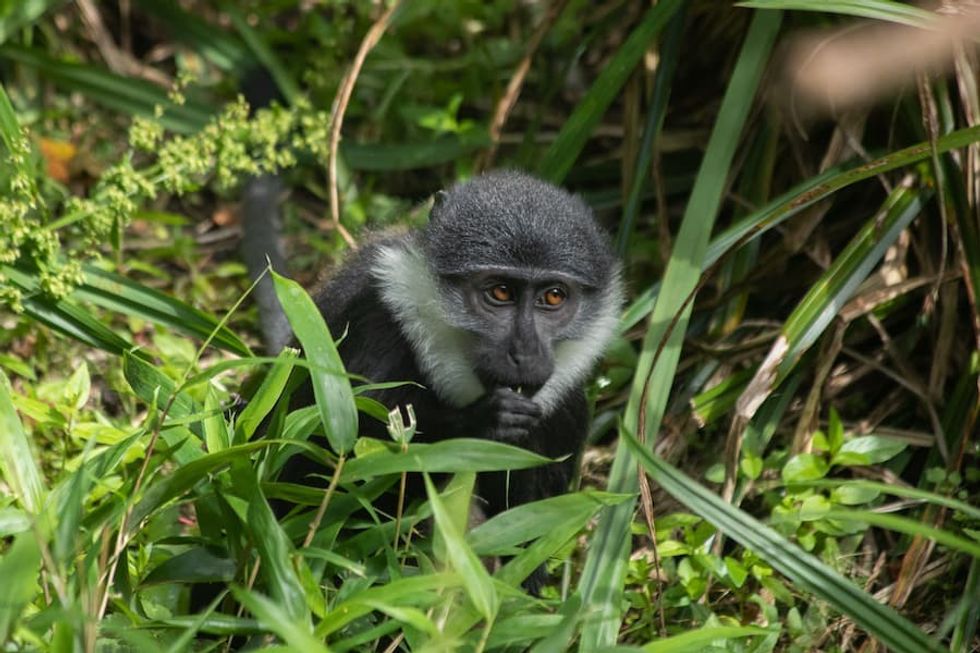 Monkey_Edinburgh Zoo