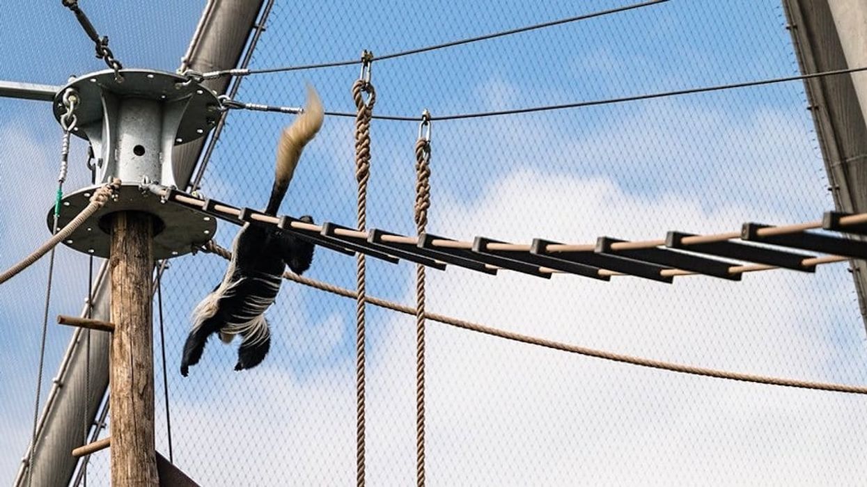 monkey valley london zoo