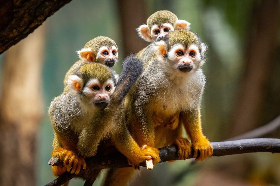monkeys berlin zoo