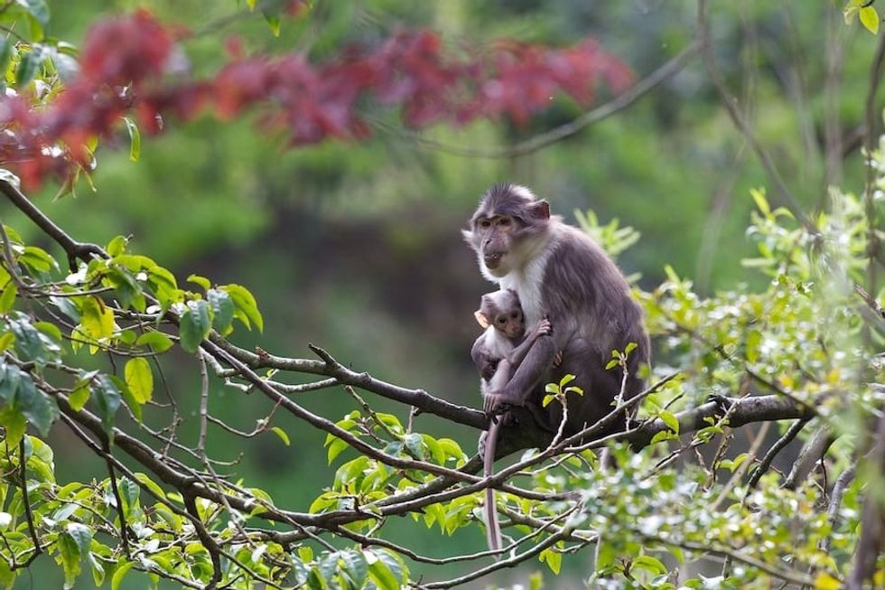 Monkeys-Dublin-Zoo