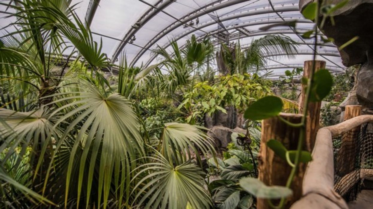 monsoon forest building at chester zoo