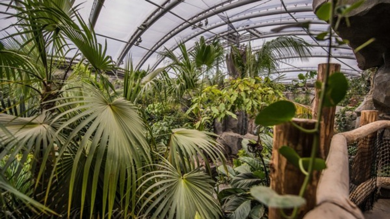 monsoon forest building at chester zoo