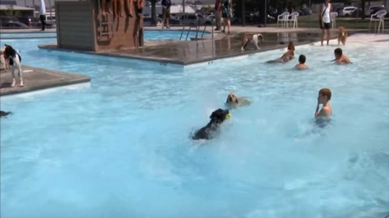 montana waterpark lets dogs in pool helena