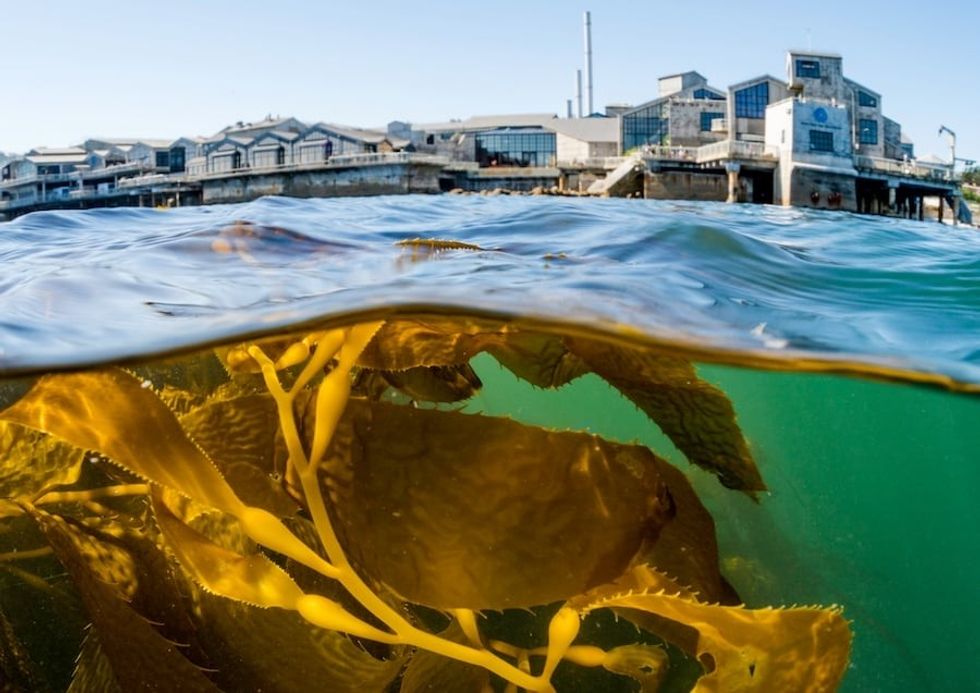 Monterey Bay Aquarium seen from the wild kelp forests in Monterey Bay