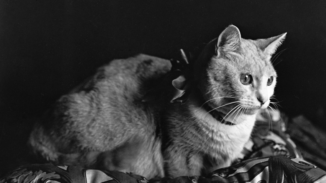 montreal cat museum