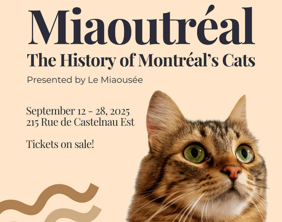 montreal cat museum