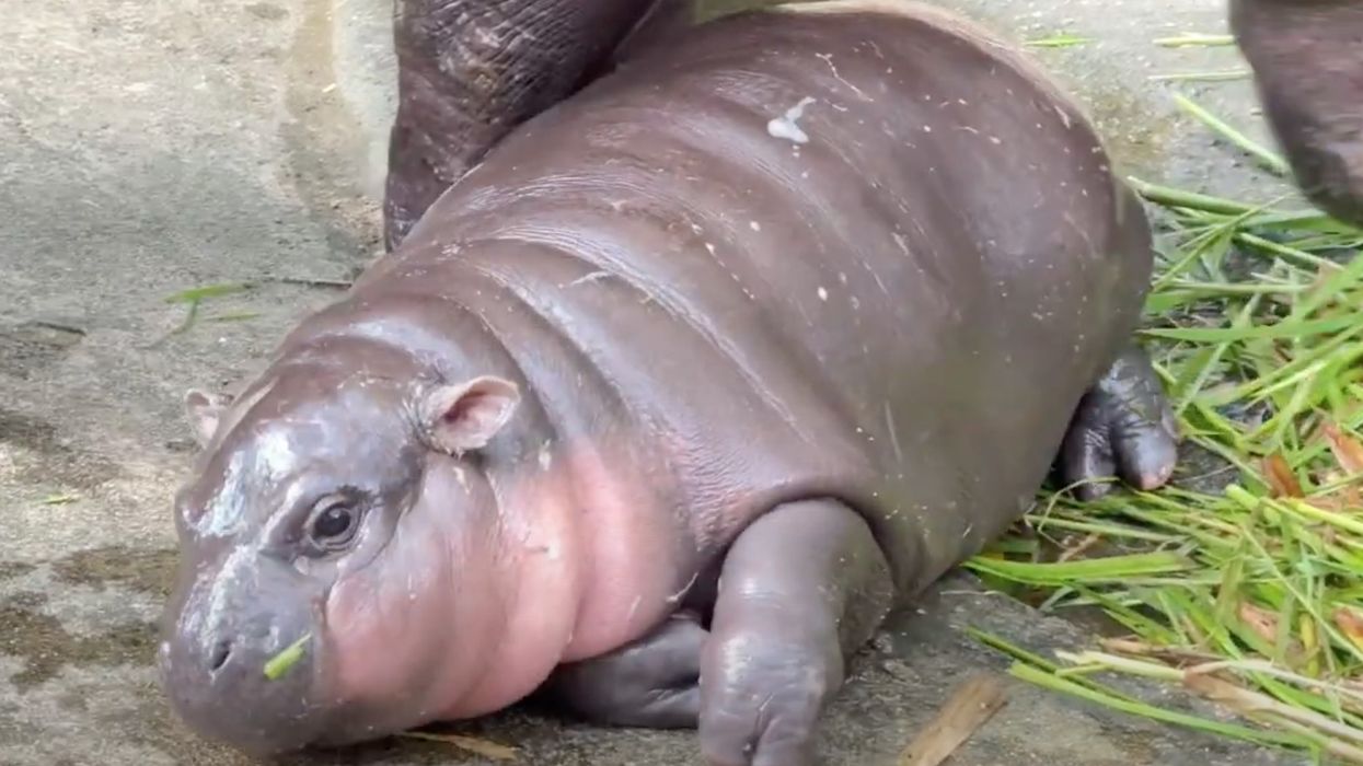 moo deng baby pygmy hippo