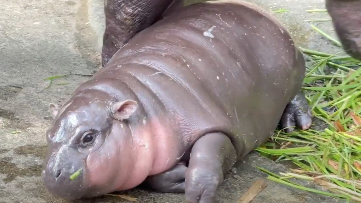 moo deng baby pygmy hippo