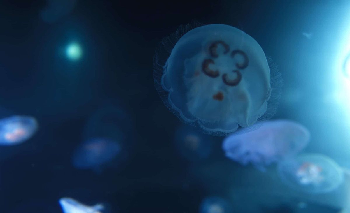 Moon jellies New England Aquarium