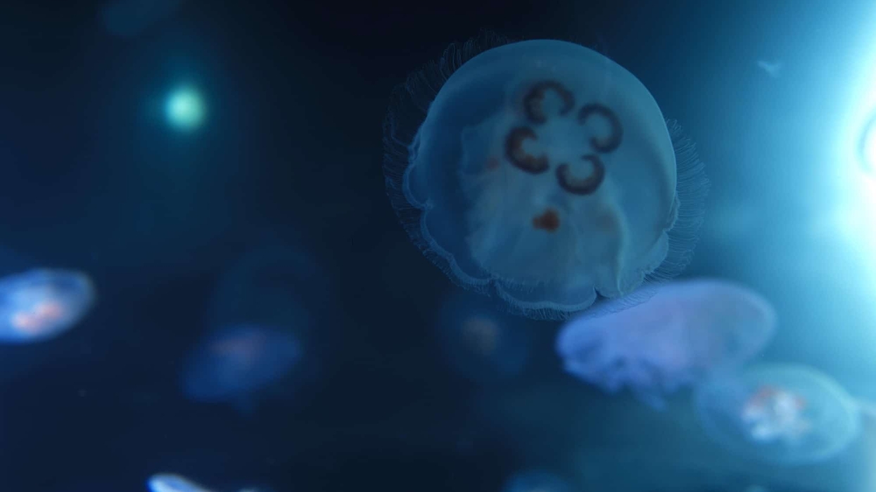Moon jellies New England Aquarium