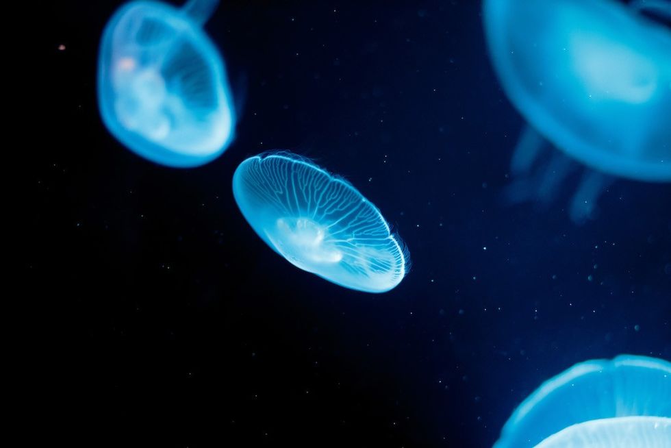 Moon Jellyfish