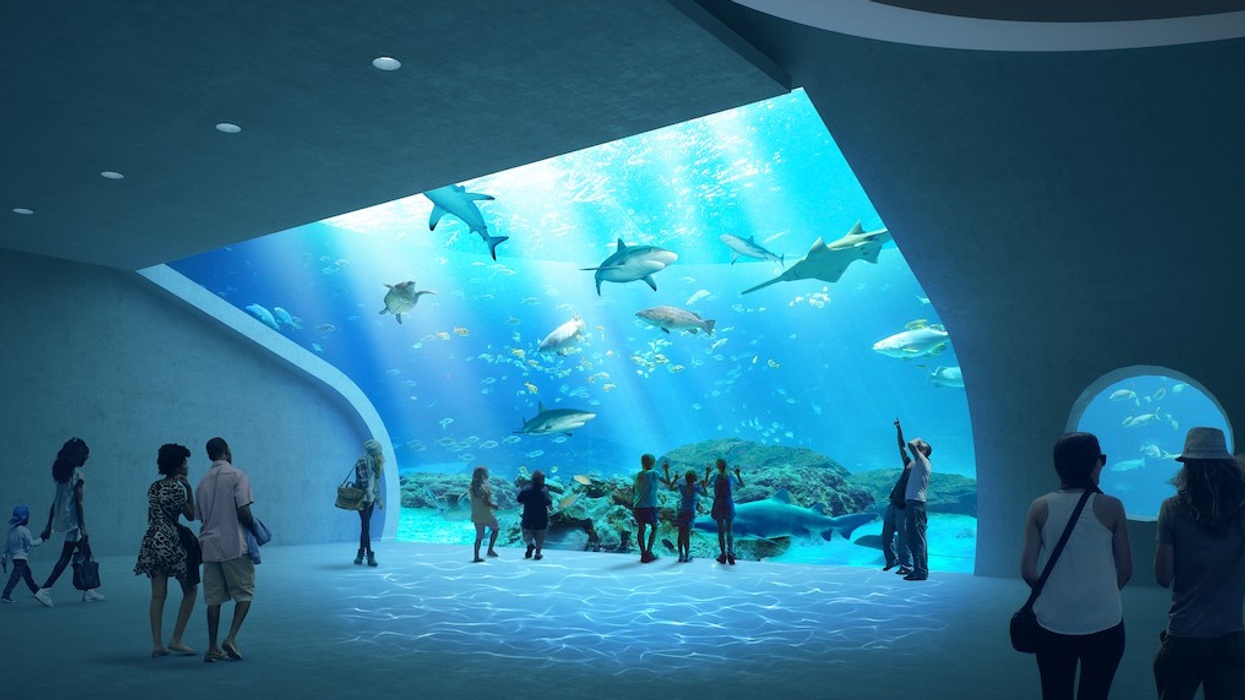 Mote SEA Shark Exhibit Rendering new zoo aquarium projects