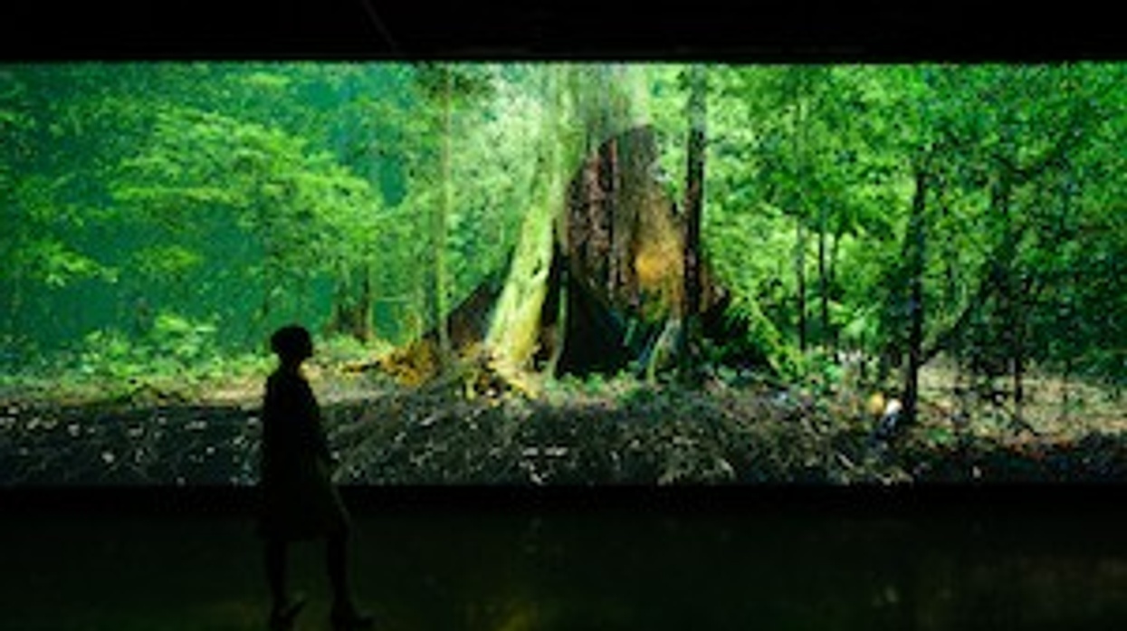 MoTF Immersive Screen with Tree