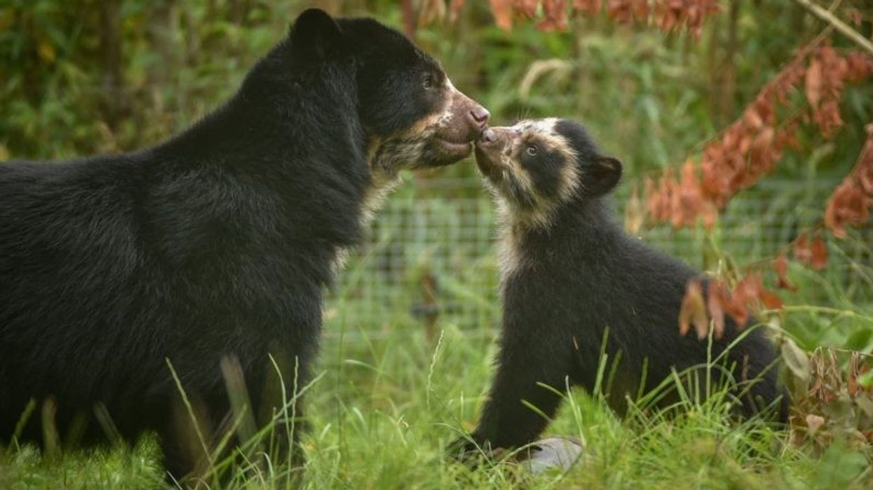 mother andean bear with cub at chester zoo.