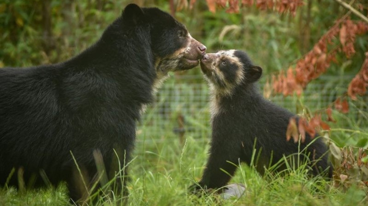 mother andean bear with cub at chester zoo.