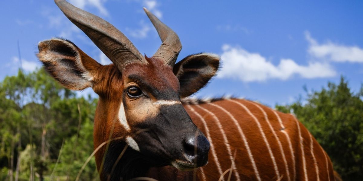 Bongo: the story explained — image 2