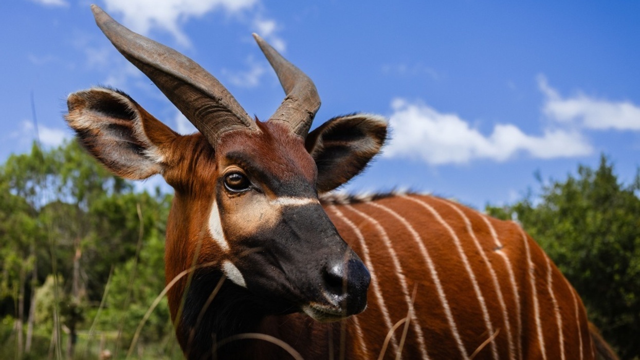 mountain bongo