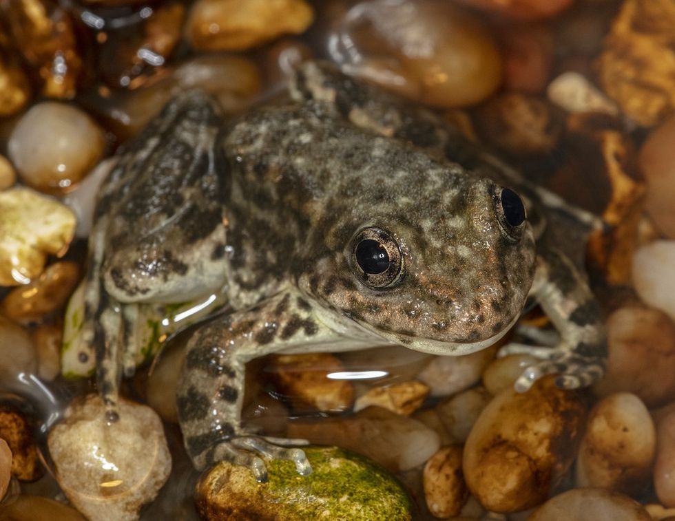 Mountain Yellow-Legged Frog